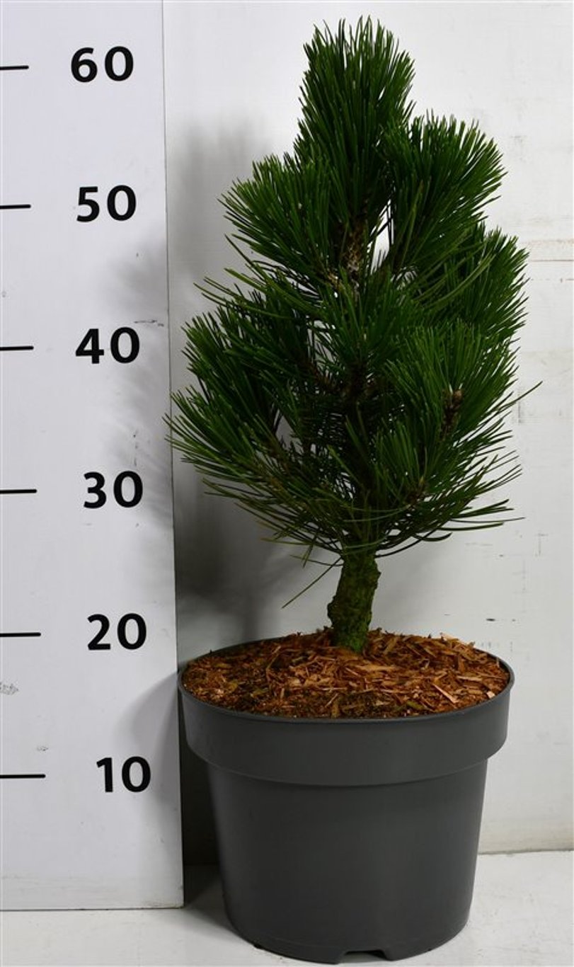 Pinus heldreichii 'Compact Gem' - C5 30-35 CM